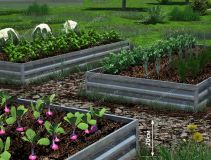 Изображение Грядки Грядки